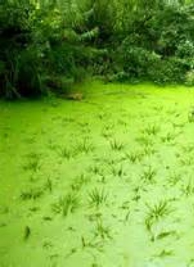 深绿色Deep Green